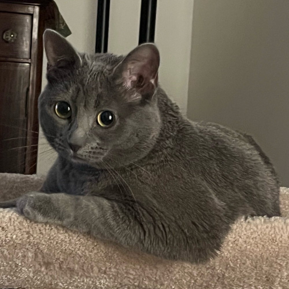 Meet your Posher, Ileana